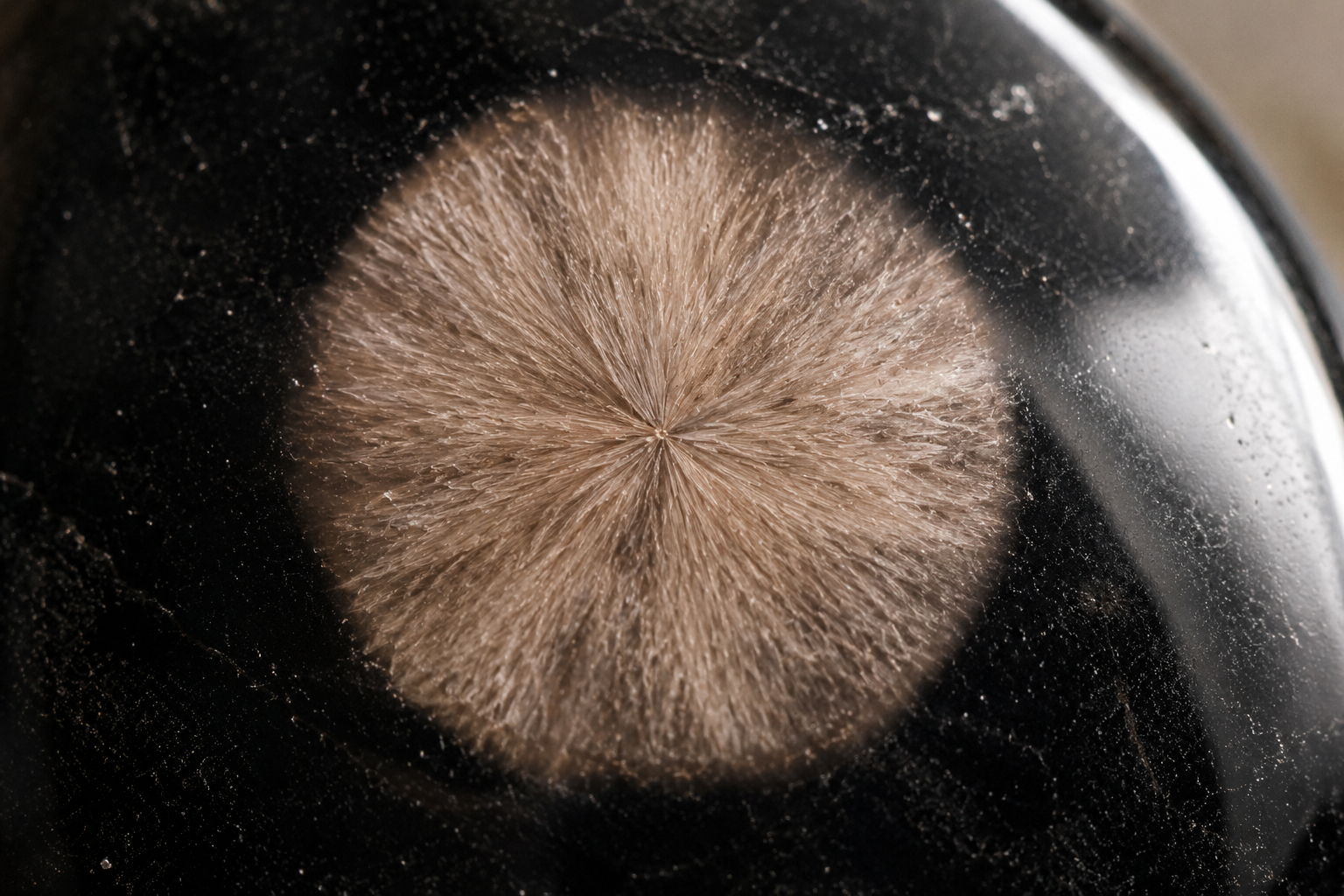 Macro de um esferulito com fibras cristalinas irradiando numa obsidiana